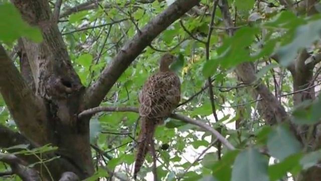 А у нас фазаны под окнами летают! :) смотреть онлайн