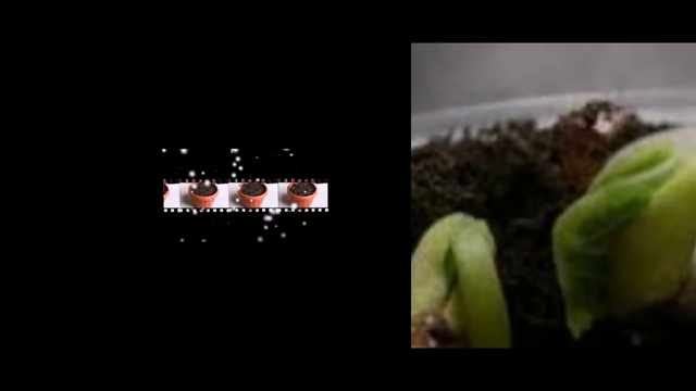 Как в домашних условиях вырастить Арахис смотреть онлайн