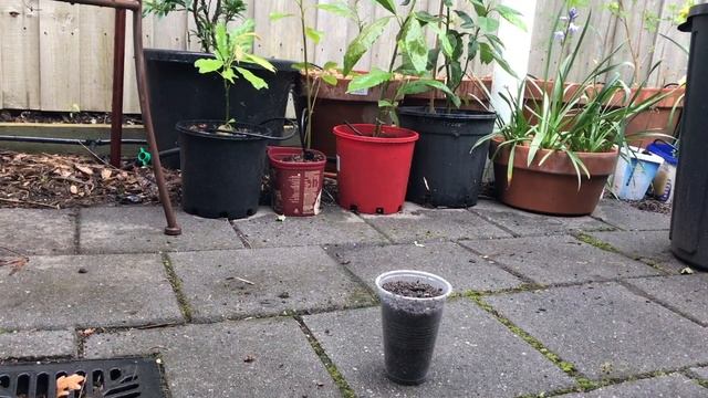 Planting 47 Avocado Seeds In Soil