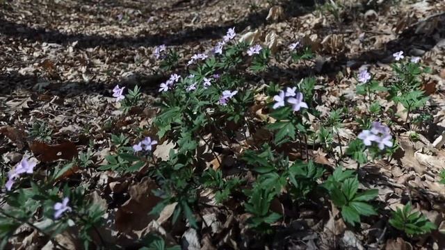 ANOMY SUP — Collection 2020, The Way of Quyen Dinh смотреть онлайн