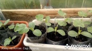 Лучший грунт для посева Арбузов на рассаду. Секреты выращивания.