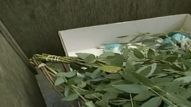 Brazilian Alligator | Animal Anthology Episode 05 смотреть онлайн