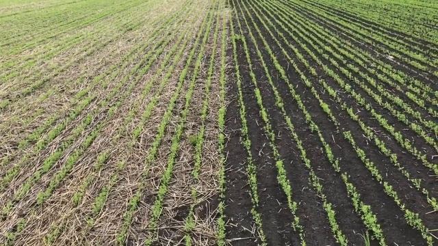 Лен по ноу-тиллу и по классической обработке.