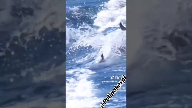 Танцы нашей природы. ??????? смотреть онлайн
