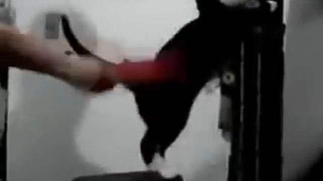 Кот мазохист))))) смотреть онлайн