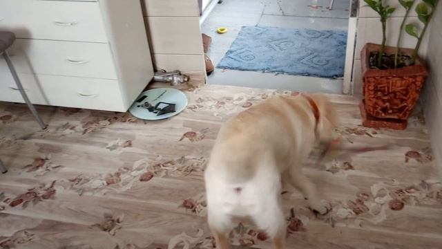 Лабрадору 4 месяца смотреть онлайн