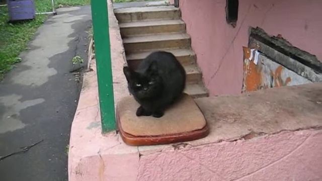 KSN Индивидуальный пуфик для черного кота смотреть онлайн