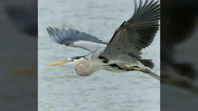 Серая цапля. Читать описание.