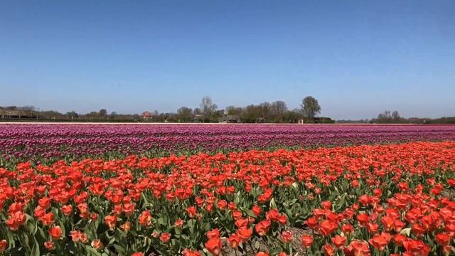Sunshine Samba - Latin Jazz Music... in Beautiful Tulip Flower Fields (jazz music) 02 смотреть онлайн