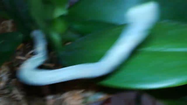 ЗАГЛУБЛЯТЬ ИЛИ НЕ ЗАГЛУБЛЯТЬ ШЕЮ ОРХИДЕЕ? МОЙ ОПЫТ!!! 👍❤️❣️#PFALAENOPSIS #ORHIDS #ORJIDEA#FLOR смотреть онлайн