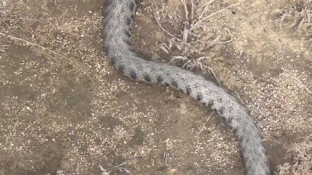 Сарыүйек или обыкновенный полоз, а может гадюка, что за змея? смотреть онлайн