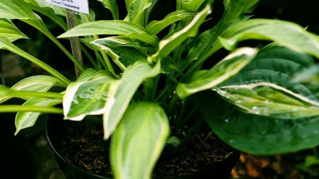 Вегетативное размножение хост, мутации, сорта и спорты смотреть онлайн