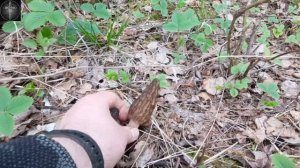 Сморчки на своем участке. Целая поляна грибов.