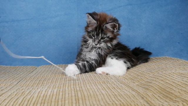 Denise King Size 10 weeks old смотреть онлайн