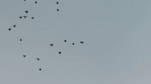 Голуби николаевские.Пролетарск.2013.