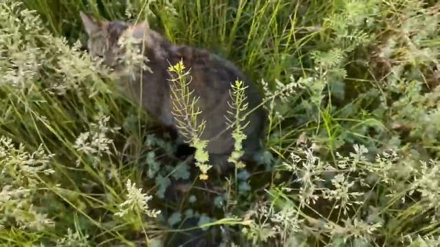 ИЗ ГОРОДА В ДЕРЕВНЮ, Я НИКАКАЯ И ДЕНЬ НИКАКОЙ / РЕАЛЬНАЯ ЖИЗНЬ ПЕНСИОНЕРОВ В РОССИИ смотреть онлайн