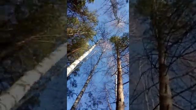 Мы в лесу влог, но каждый раз когда Димон говорит предложение, видео ускоряется на 10% смотреть онлайн