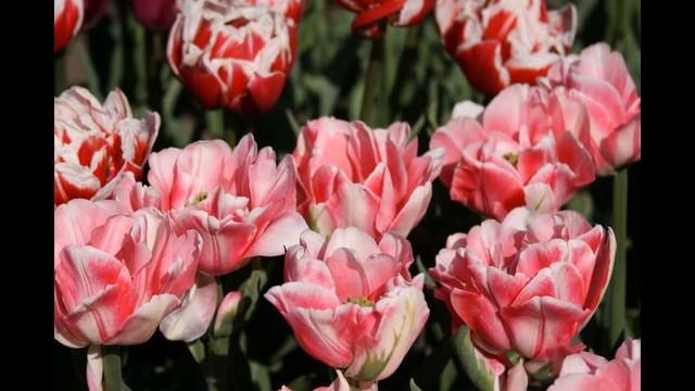 Красивые махровые тюльпаны смотреть онлайн