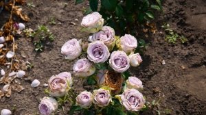 Видео обзор розы Тиара (Чайно гибридная) - Tiara ( Ruiter Innovations, Нидерланды, 2018)