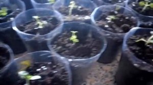 Что нужно делать когда вытягивается рассада Агератума