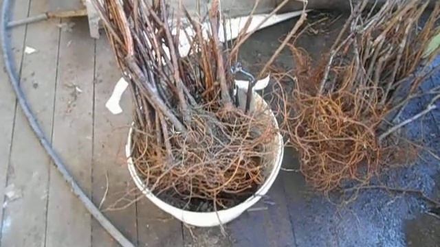 Универсальный подвой, для сливы, персика и абрикоса. ВВА-1 смотреть онлайн