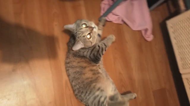 Шотландская прямоухая | Шотландская прямоухая кошка характер