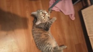 Шотландская прямоухая | Шотландская прямоухая кошка характер