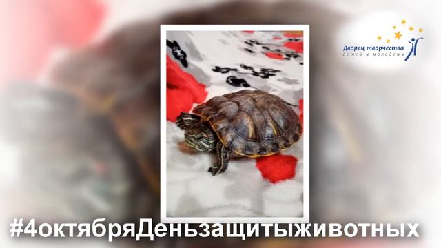 Наши забавные животные. Мини-пиги, черепахи и другие питомцы смотреть онлайн