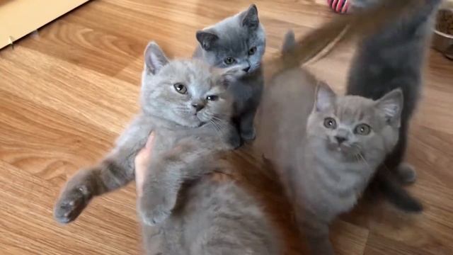 Британские котята продажа. Обзор короткошёрстных британцев купить смотреть онлайн