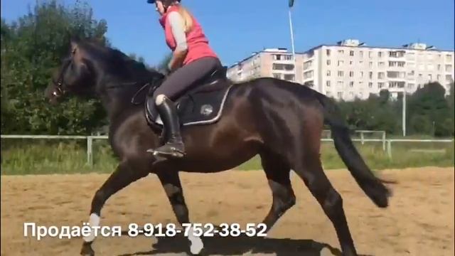 Тракененский жеребец 2015 г.р под седлом смотреть онлайн