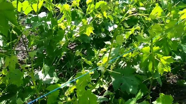 тапинер смотреть онлайн