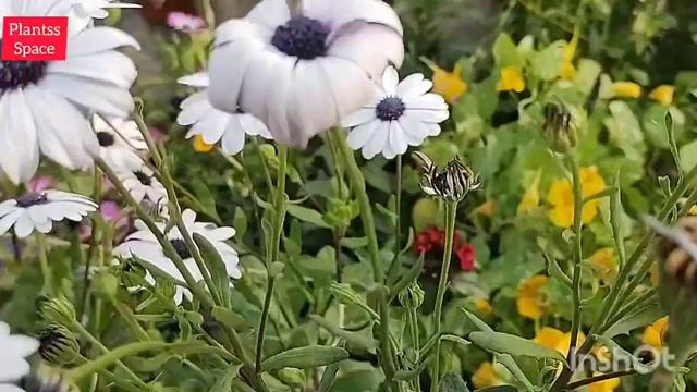 573:- Winter Garden / सर्दियों का बगीचा / Winter Flowers / सर्दियों के फूल / Winter Garden Overview