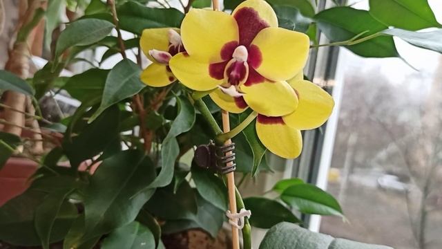 Plal. (Haur Jin Princess × Dragon Tree Gold) смотреть онлайн