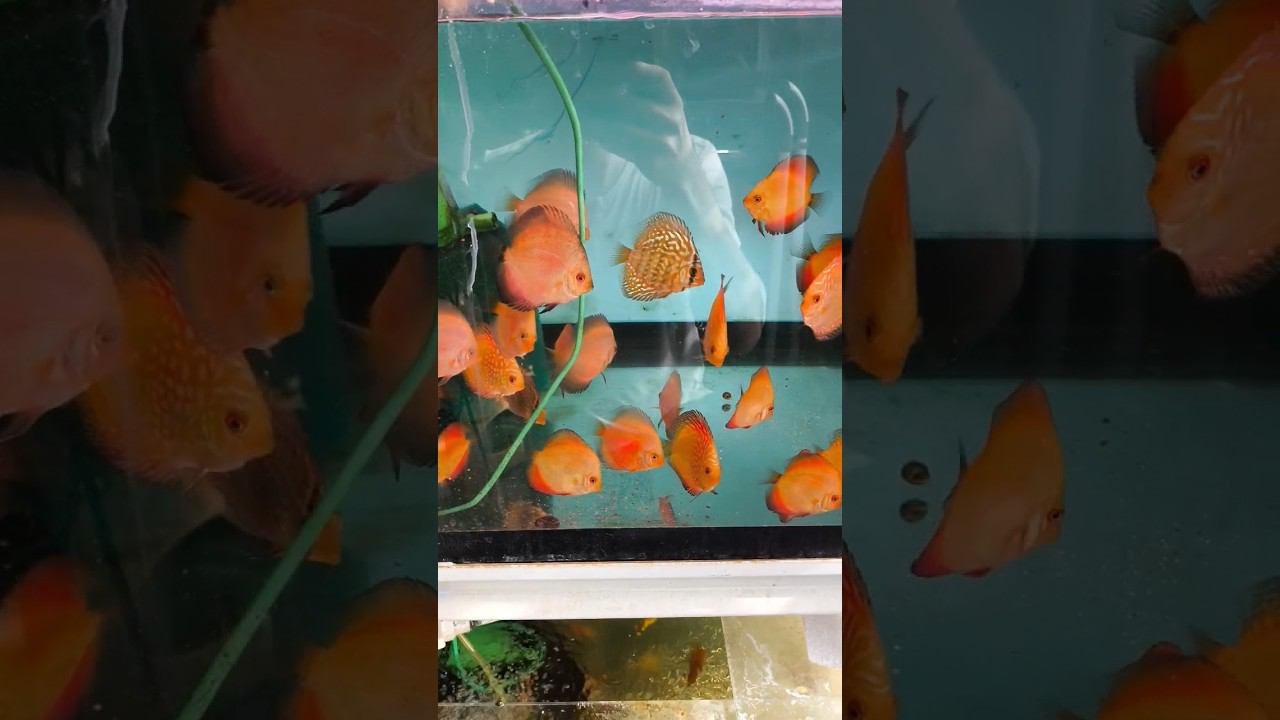Кормление дискусов сушкой Tetra discus смотреть онлайн