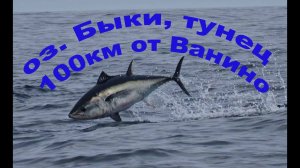 Озеро Бы́ки,100км севернее Ванино.Стаи тунца резвятся,огромные кекуры мамонта и мамонтёнка,сент 2023