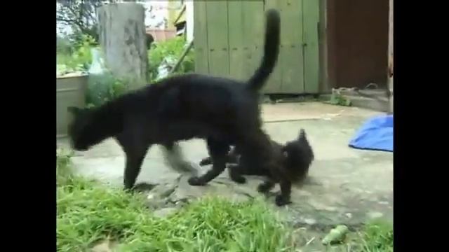 Жил да был черный кот за углом смотреть онлайн