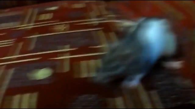 Домашние Декоративные крысы - лучшие домашние питомцы смотреть онлайн