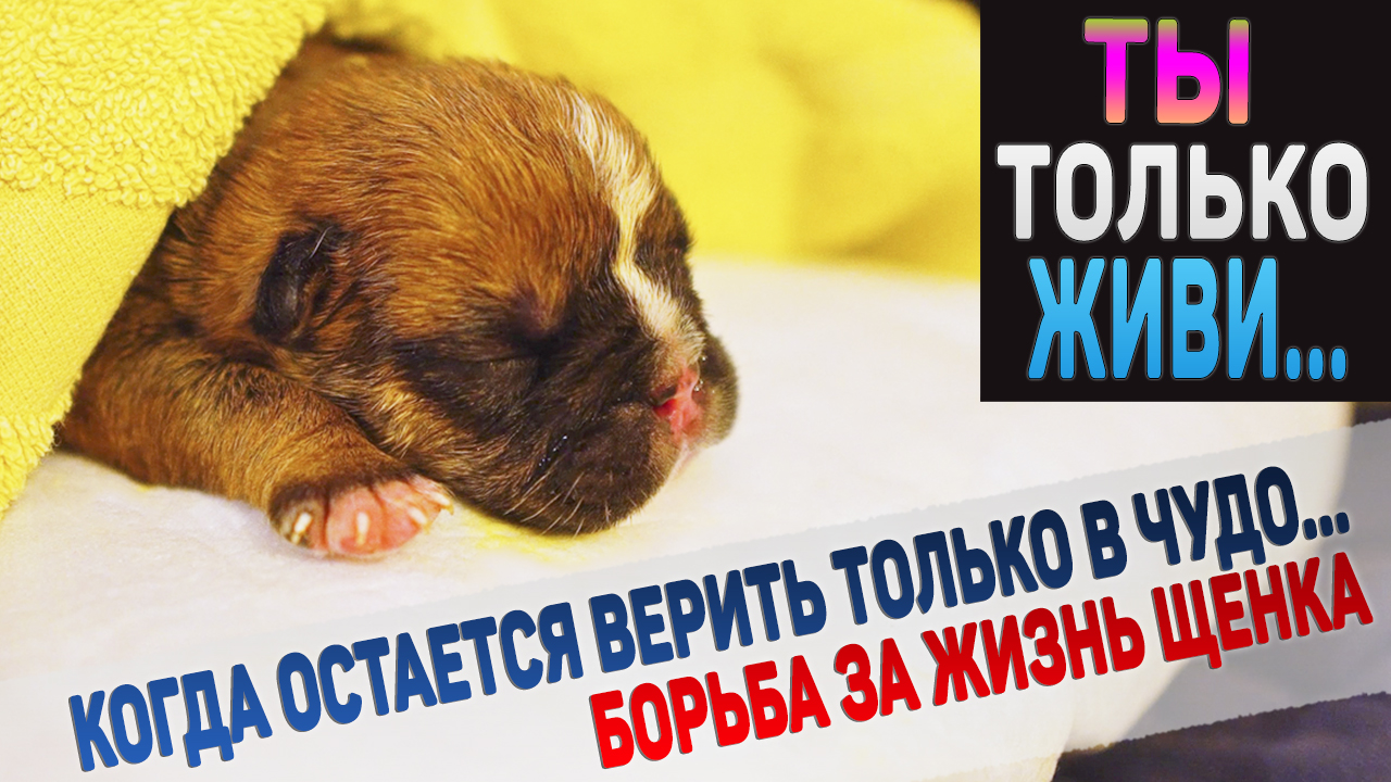 Тяжелая ночь борьбы за жизнь маленького щенка смотреть онлайн