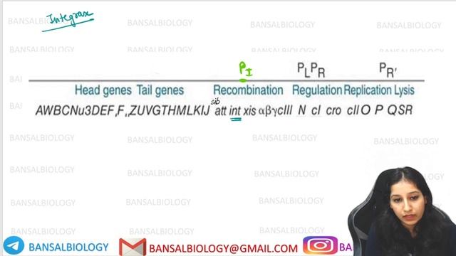 Lytic vs Lysogenic Cycle Switch I Regulation Of Phages I Control Of Gene Expression I Lambda Phage смотреть онлайн