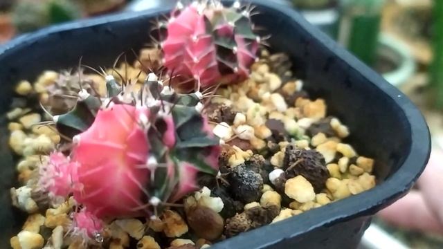 Gymnocalycium Mihanovichii Variegata Cactus- Mihanovichii INDO смотреть онлайн