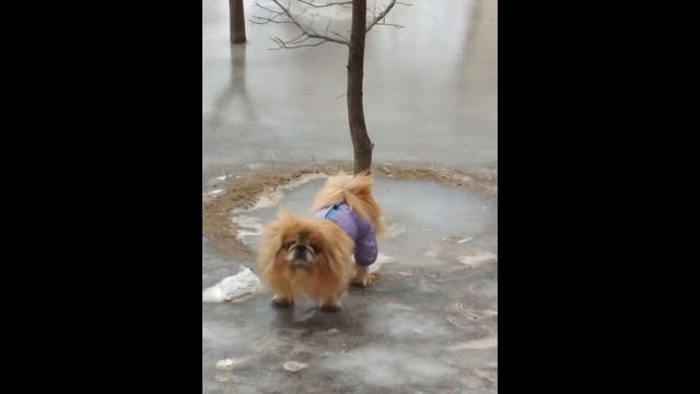 Пекинес. Китайская императорская собака смотреть онлайн