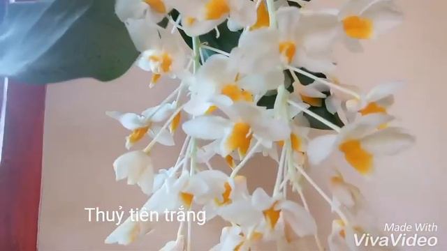 Hoa lan tên và mặt hoa смотреть онлайн