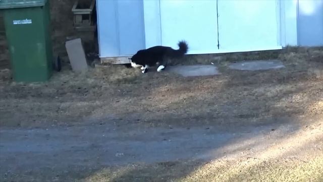 Connor the Escape Artist Strikes Again смотреть онлайн