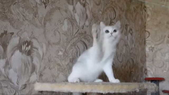 кошечка шотландская страйт SFS 71 fs 24 02 смотреть онлайн