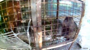 КЛЕТКА ДЛЯ НУТРИЙ СВОИМИ РУКАМИ