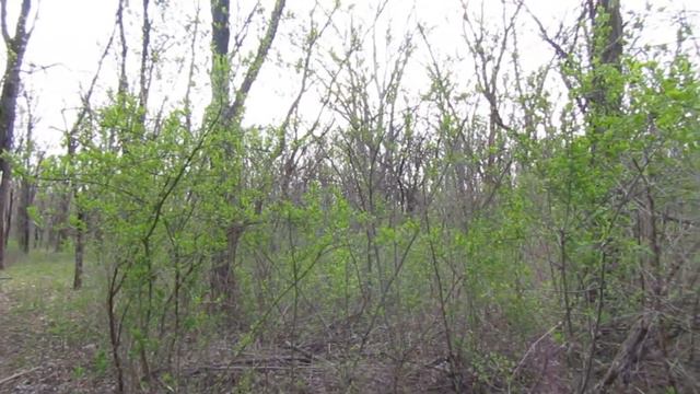 Пение птиц в Луганском лесу 09.04.2020 смотреть онлайн