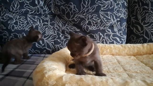 Котики бурма смотреть онлайн