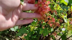 Смородина Голландская Розовая, как есть, без прикрас