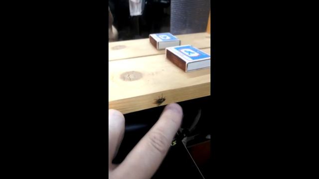 Пьяная муха забыла как летать) смотреть онлайн