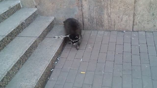 Живой енот смотреть онлайн